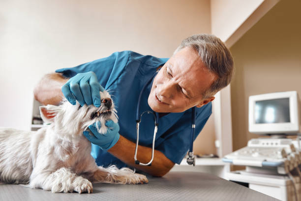 Best Same-Day Emergency Dentist in Farm Loop, AK